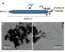 LVEM5 used by US Air Force Research Laboratory to Create Novel Bioassembled Materials